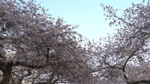 Cherry blossoms 4k 30sec 4-1 Video stock 129393610