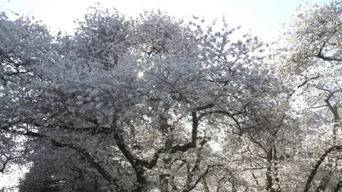Cherry blossoms 4k 30sec 5-1 스톡 동영상 129393614