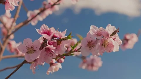 CHERRY BLOSSOMS (4K FOOTAGE) Stock Footage 236604807