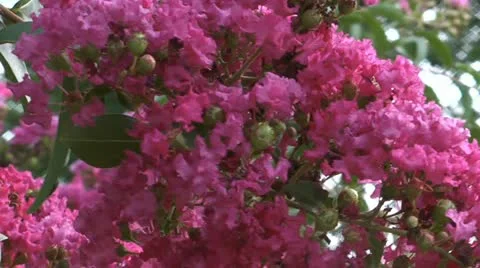 CHERRY BLOSSOMS 5 Stock Footage 11194178
