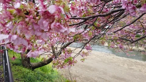 Cherry Blossoms Above River Stream in Kawazu Japan 库存影片 335125524