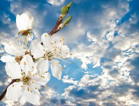 Cherry blossoms against a background of cloudy sky. Stock Photos