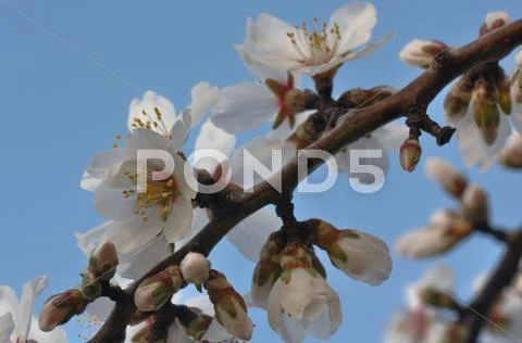 Cherry blossoms against blue sky Stock Photos