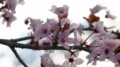 Cherry Blossoms Against Evening Sky Stock Footage 267031399