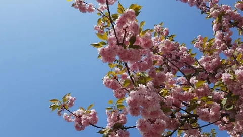 Cherry blossoms against the sky Stock Footage 89797046