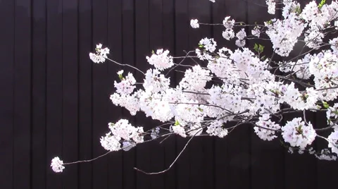 Cherry Blossoms  in Against a Solid Background Video stock 38819398