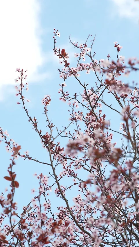 Cherry Blossoms Against Spring Sky Stock Footage 267031730