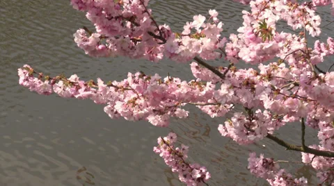 Cherry blossoms against the water surface of pond Stock Footage 37802009