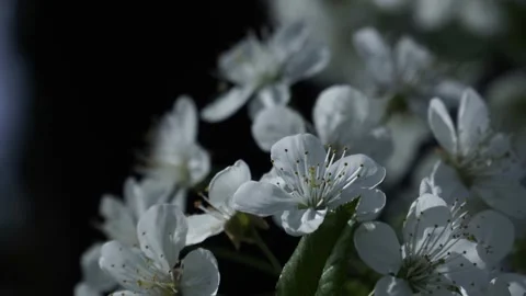 Cherry Blossoms Against White Background Flowers Of Cherry Stock Footage 153716827