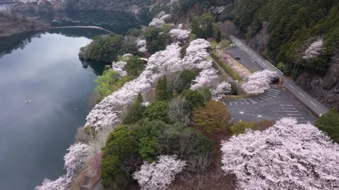 Cherry Blossoms Along Lakeside in Spring Japan Aerial 4K Stock Footage 344253576