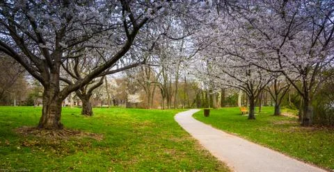 Cherry blossoms along a path at wilde lake park in columbia, maryland. Foto stock