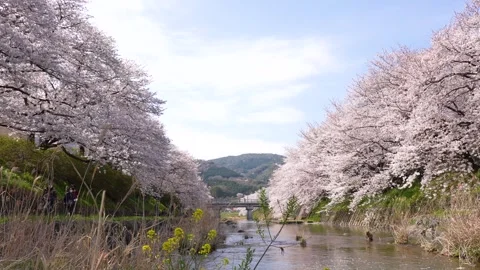 Cherry blossoms along the river. Stock Footage 260580943