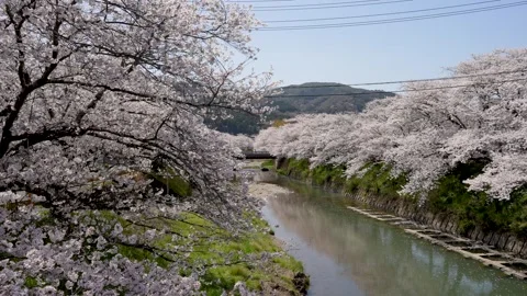 Cherry Blossoms Along a River in Spring 動画素材 326446702
