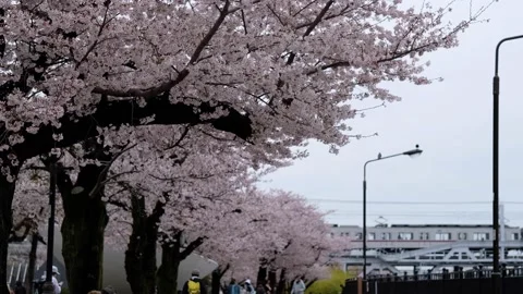 Cherry blossoms along Sumida River Park Stock Footage 174562852