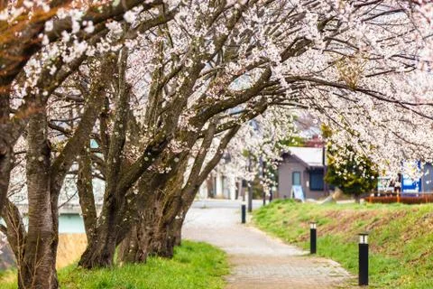 Cherry blossoms along  walking path at Kawaguchiko Lake during Hanami festiva Stock Photos