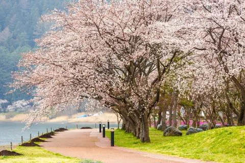 Cherry blossoms along  walking path at Kawaguchiko Lake during Hanami festiva Foto stock
