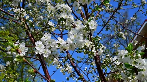 Cherry blossoms and a bee on a blue sky background Stock Footage 153984955