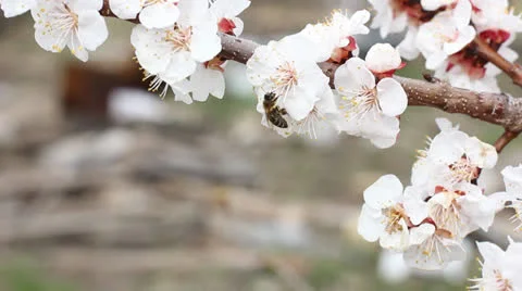 Cherry blossoms and bee Stock Footage 22574514
