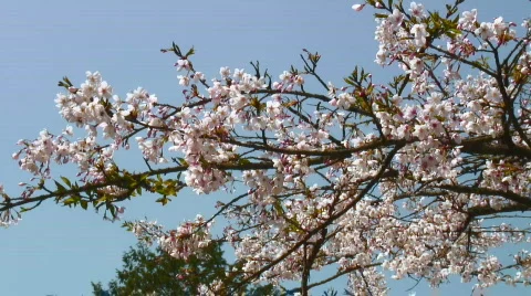 Cherry blossoms and bees Stock Footage 364326