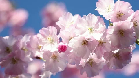 Cherry blossoms and blue sky Video stock 10915321