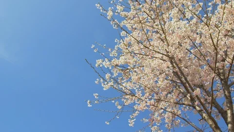 Cherry blossoms and blue sky Stock Footage 106101897