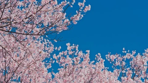 Cherry blossoms and Blue sky in Nagano Prefecture, Japan. Video stock 106383193