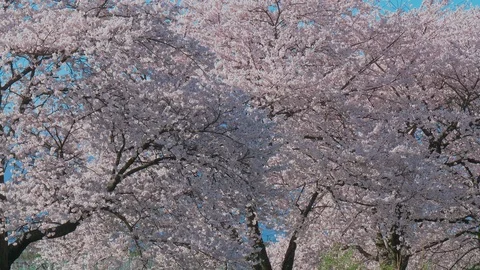 Cherry blossoms and blue sky in Nagano Prefecture, Japan. Stock Footage 106749161