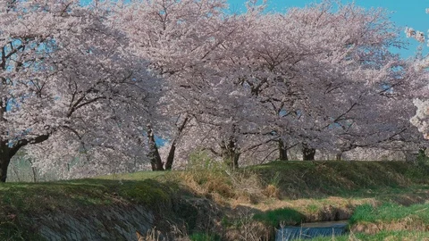 Cherry blossoms and blue sky in Nagano Prefecture, Japan. Stock Footage 106749434