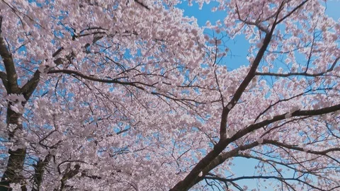 Cherry blossoms and blue sky in Nagano Prefecture, Japan. Stock Footage 106755986