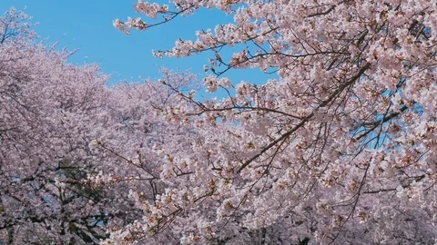 Cherry blossoms and blue sky in Nagano Prefecture, Japan. Stock Footage 106772077