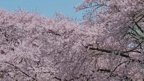 Cherry blossoms and blue sky in Nagano Prefecture, Japan. Stock Footage 106772953