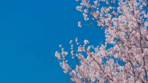 Cherry blossoms and Blue sky in Nagano Prefecture, Japan. Stock Footage 107080415