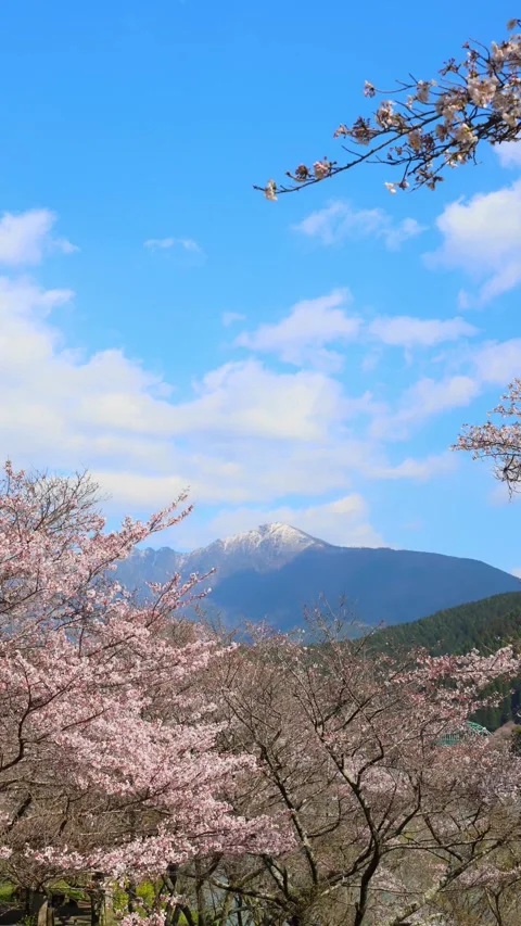Cherry blossoms and blue sky (Mizukami Village, Kumamoto Prefecture) Stock Footage 341951702
