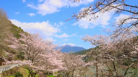 Cherry blossoms and blue sky (Mizukami Village, Kumamoto Prefecture) Stock Footage 341951742