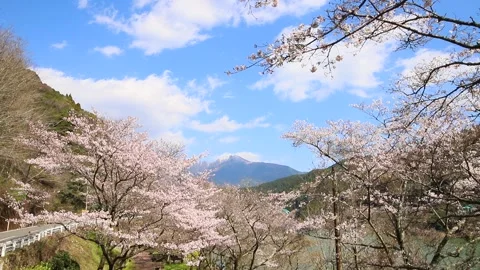 Cherry blossoms and blue sky (Mizukami Village, Kumamoto Prefecture) Stock Footage 341951743