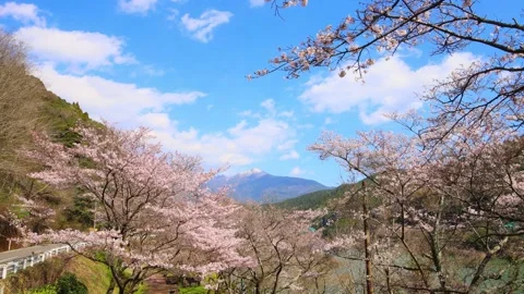 Cherry blossoms and blue sky (Mizukami Village, Kumamoto Prefecture) Stock Footage 341951792