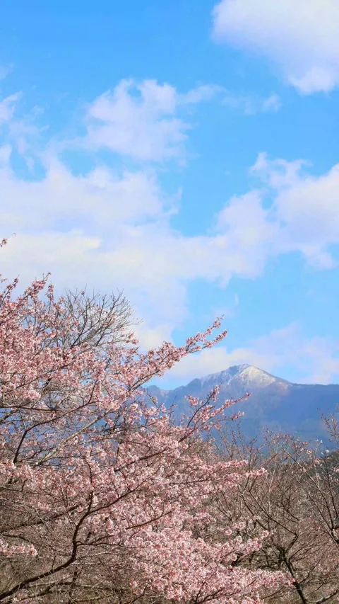 Cherry blossoms and blue sky (Mizukami Village, Kumamoto Prefecture) Stock Footage 341951814