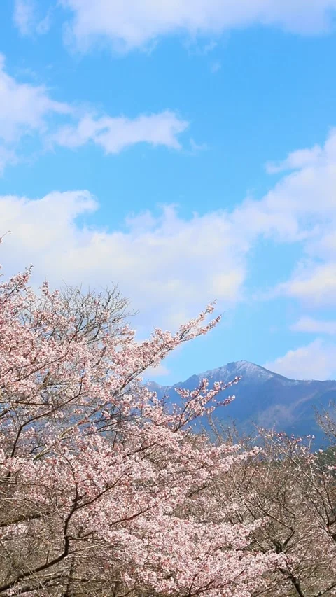 Cherry blossoms and blue sky (Mizukami Village, Kumamoto Prefecture) Stock Footage 341951851