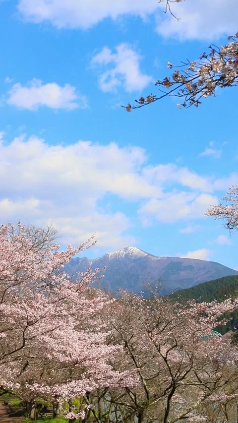 Cherry blossoms and blue sky (Mizukami Village, Kumamoto Prefecture) Stock Footage 341951853