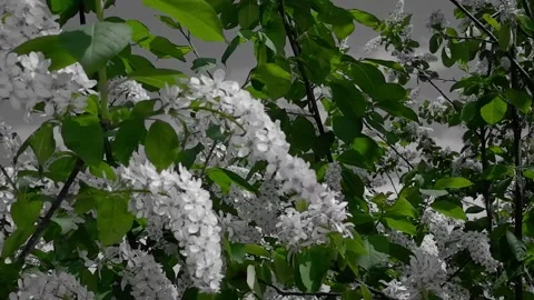 Cherry blossoms and branches swing in the wind against a black-and-white sky Stock Footage 172165836