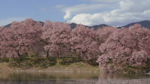 Cherry Blossoms and Cherry Petals Floating in a Pond (Tilt Down | Real Time) Stock Footage 211971035