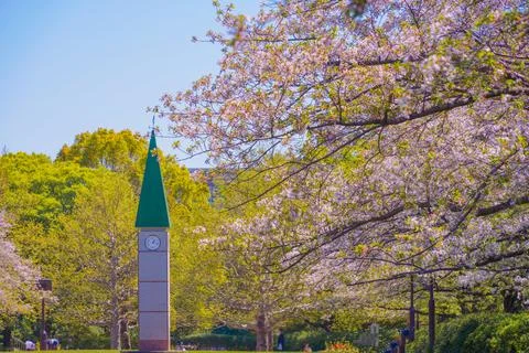 Cherry blossoms and a clock tower with a green roof Photos