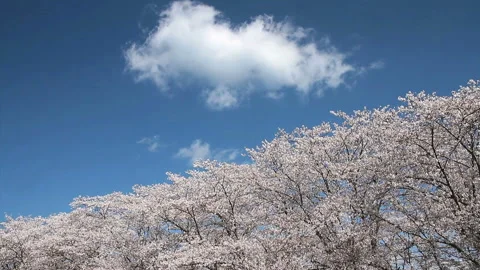 Cherry Blossoms and Clouds Video stock 327530689