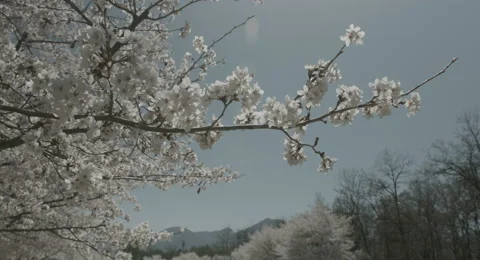 Cherry blossoms and daylight, 4k  non color graded (4000x2160) Stock Footage 49875085