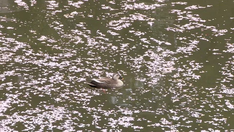 Cherry blossoms and duck at Tsuruga castle, Fukushima  Prefecture, Japan Stock Footage 101090832