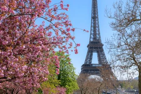 Cherry blossoms and the Eiffel Tower under a clear blue sky, spring in Paris Stock Photos