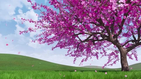 Cherry blossoms and falling petals 3D animation Stock Footage 104599901