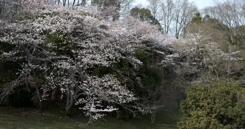 Cherry Blossoms and Forest Video stock 173595790