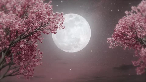 Cherry blossoms and full moon, moonlight | Stock Video