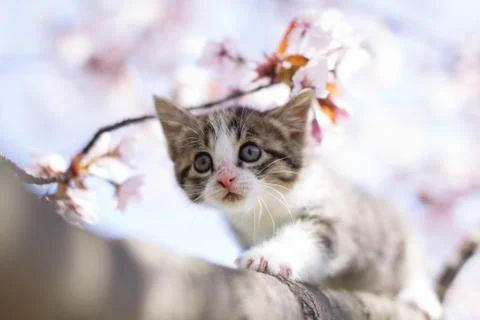 Cherry Blossoms and Kitty Stock Photos